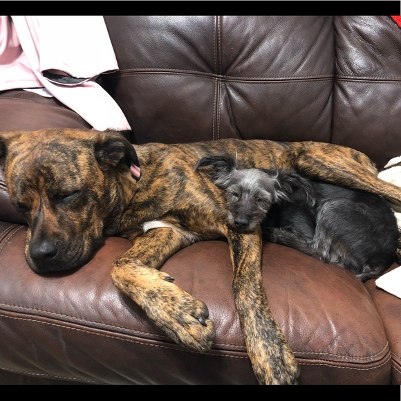 Meet your Posher, Lisa - Picture 2 of 8